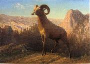 A Rocky Mountain Sheep, Ovis, Montana Albert Bierstadt